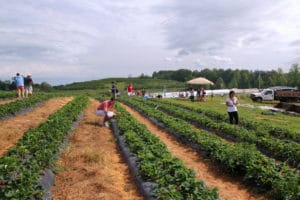 Fun Farms to Visit In North Georgia