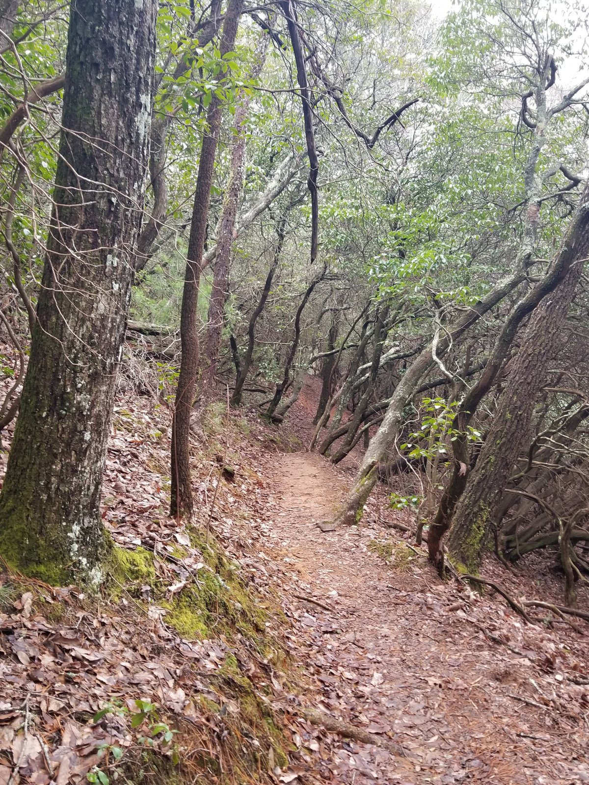 Hiking trail through fall forest in the North Georgia mountains near Blue Ridge
