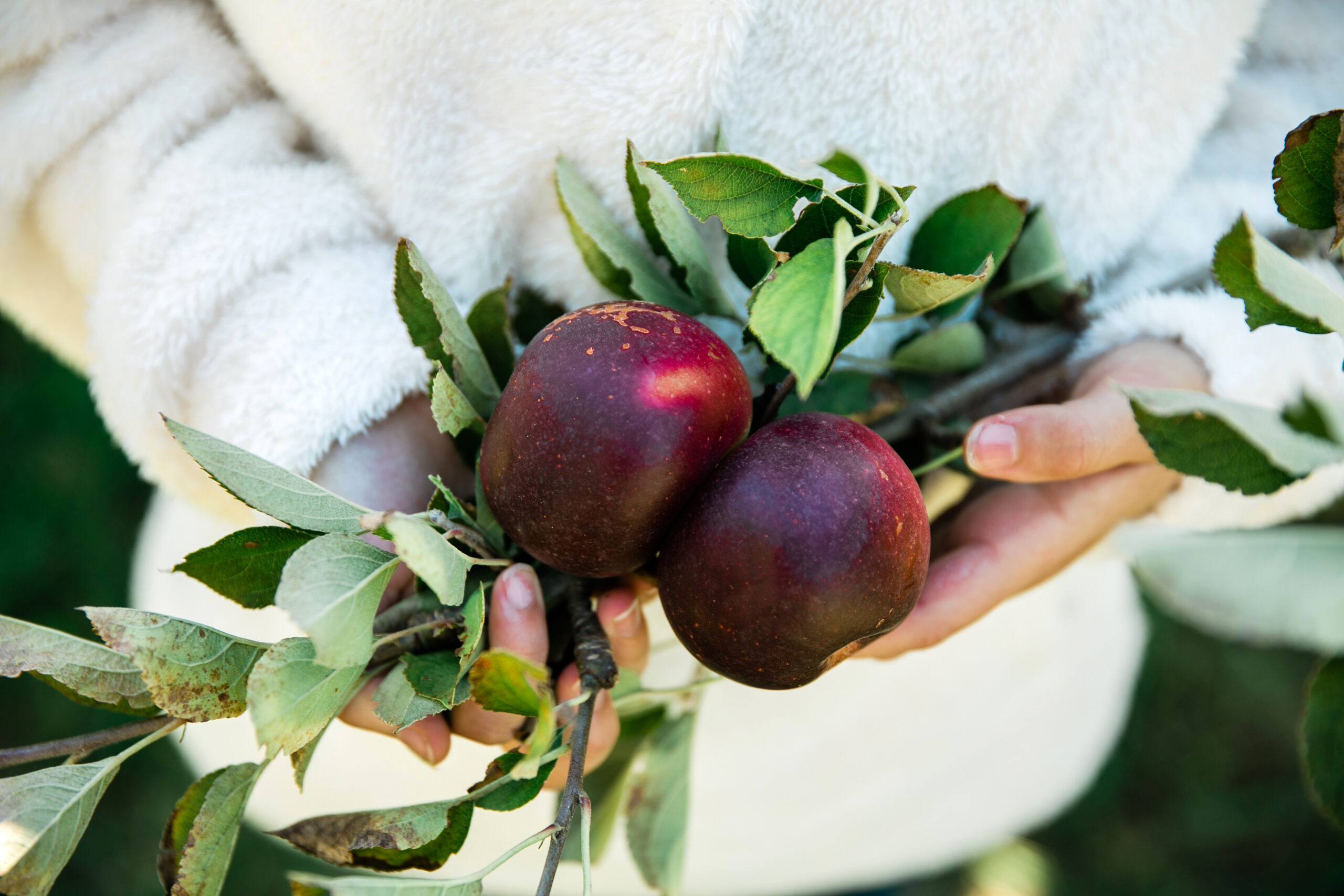 Dark red apples on the branch at a Georgia mountain orchard in October